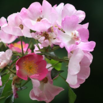 rosa-rosenreigen-925 Rosa 'Rosenreigen'