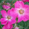 Rosa 'Rosy Carpet'