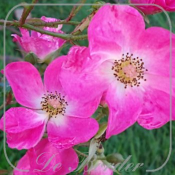 Rosa 'Rosy Carpet'