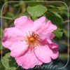 Rosa 'Roville'