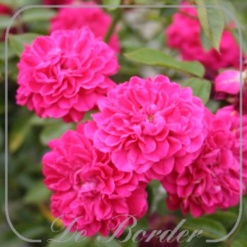 rosa-roxy-741 Rosa 'Roxy'