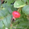 Rosa 'Rubra' (rugosa)
