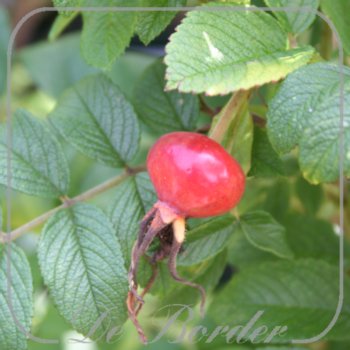 Rosa 'Rubra' (rugosa)