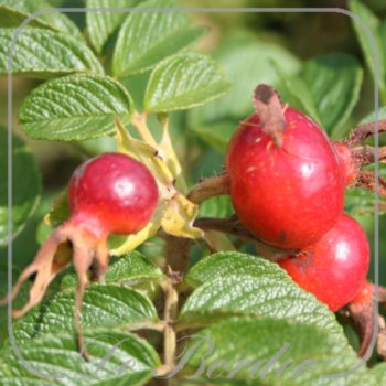 Rosa 'Rubra' (rugosa)