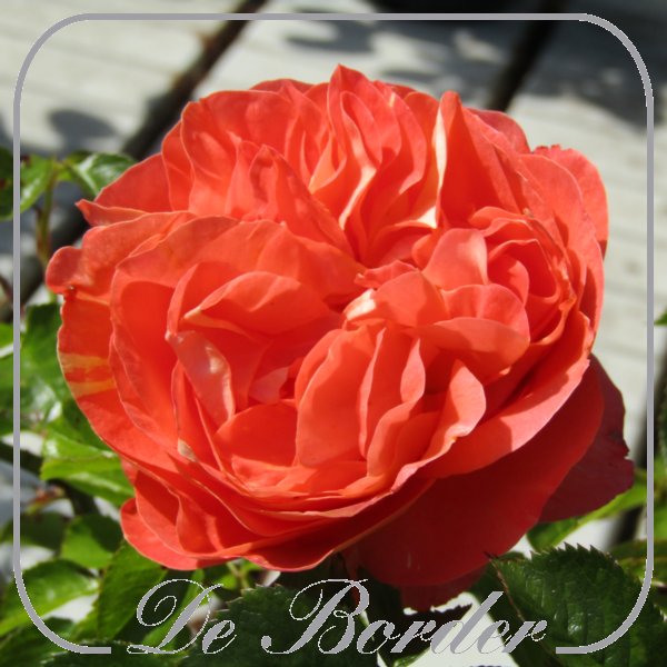 rosa-samba-664 Rosa 'Samba'