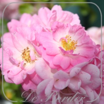 Rosa 'Satina'