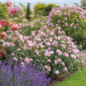 Rosa 'Scepter D'Isle'