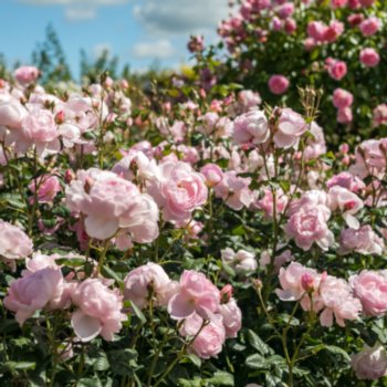 Rosa 'Scepter D'Isle'