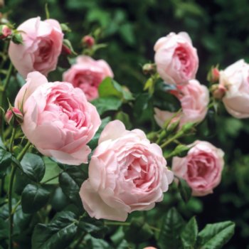 Rosa 'Scepter D'Isle'