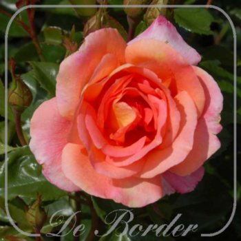 rosa-shanty-216.jpg Rosa 'Shanty'