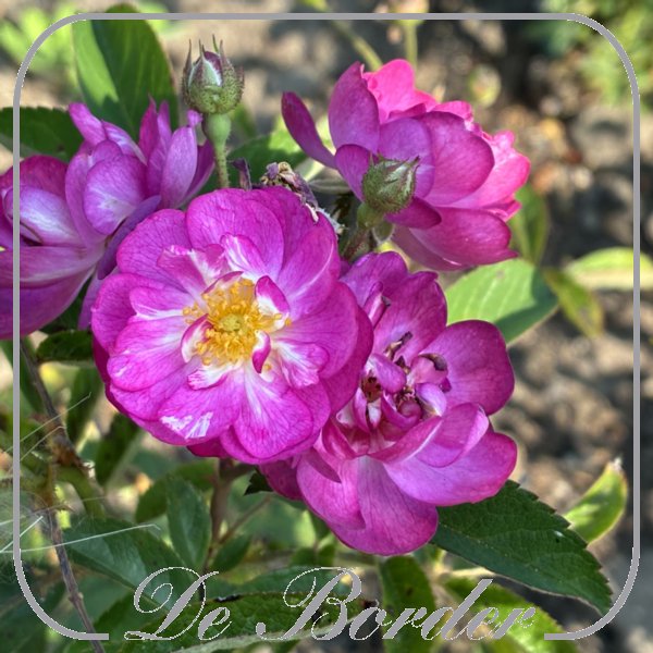 Rosa 'Sibelius'