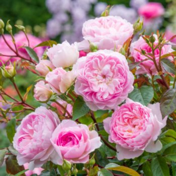 Rosa 'Silas Marner'