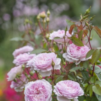 Rosa 'Silas Marner'
