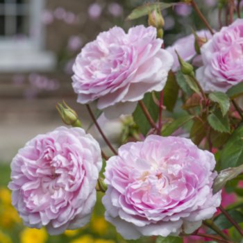 Rosa 'Silas Marner'