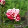Rosa 'Simsalabim'