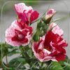 Rosa 'Simsalabim'