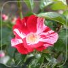 Rosa 'Simsalabim'