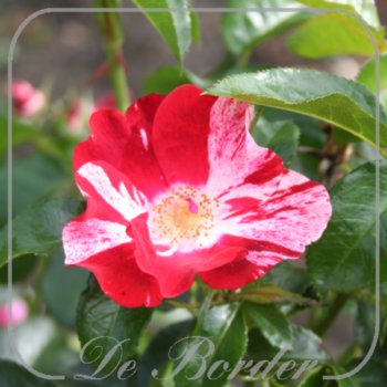 rosa-simsalabim-412 Rosa 'Simsalabim'