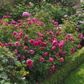 rosa-sir-john-betjeman-070 Rosa 'Sir John Betjeman'