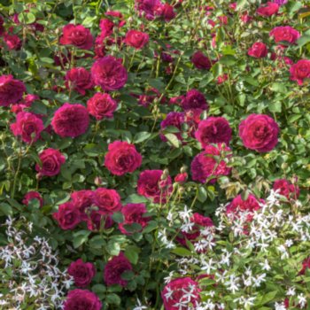 rosa-sir-john-betjeman-072 Rosa 'Sir John Betjeman'