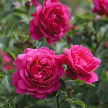 rosa-sir-john-betjeman-074 Rosa 'Sir John Betjeman'
