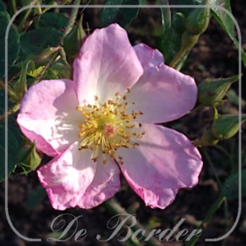 Rosa 'Smarty'