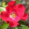 Rosa 'Sommerabend'