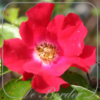 Rosa 'Sommerabend'