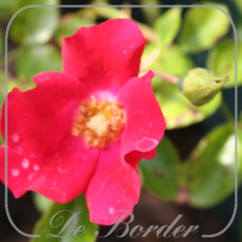 Rosa 'Sommerabend'