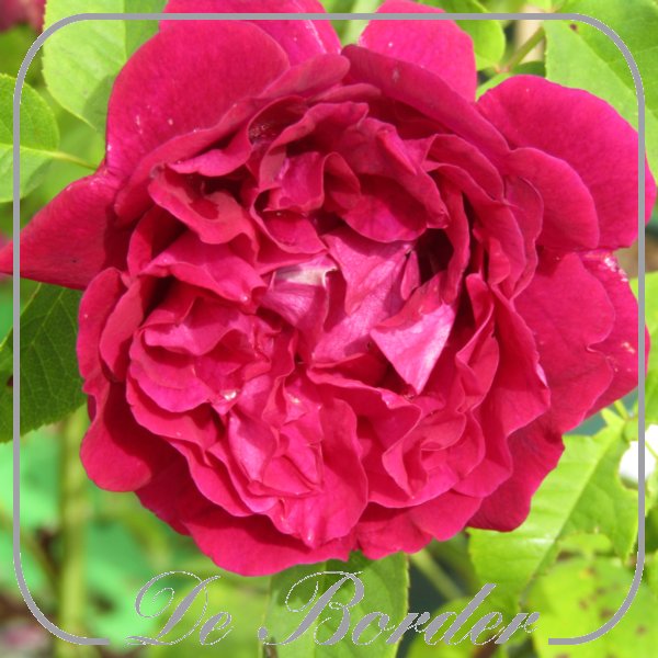 Rosa 'Souvenir du Docteur Jamain'