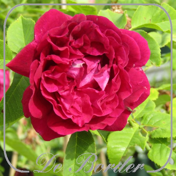 Rosa 'Souvenir du Docteur Jamain'