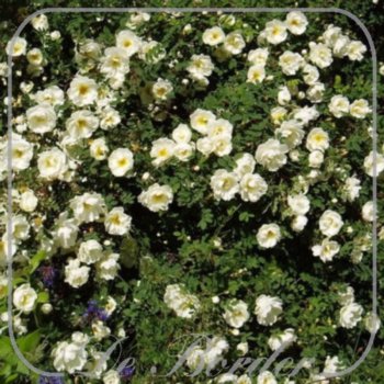 Rosa spinosissima
