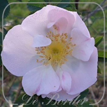 Rosa 'Stanwell Perpetual' (spinosissima)