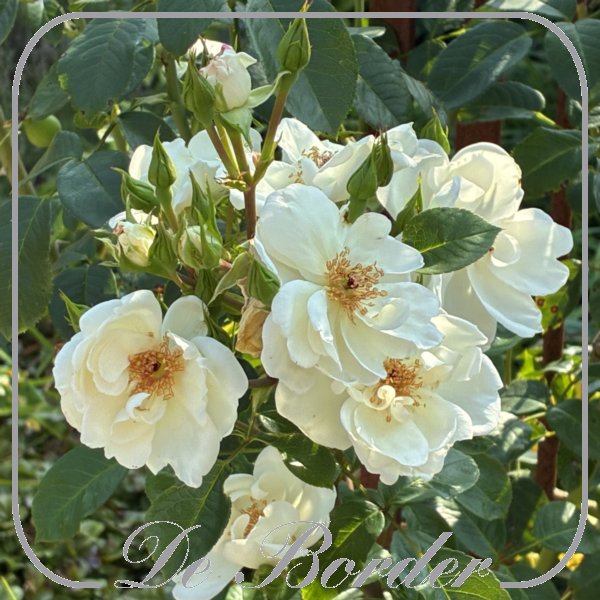 rosa-starlight-symphony-910 Rosa 'Starlight Symphony'