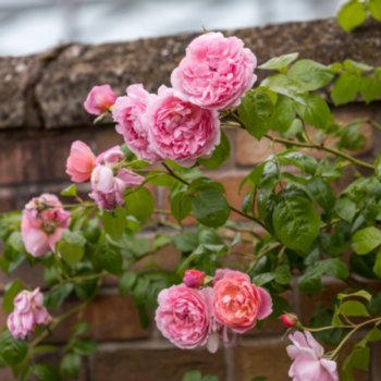Rosa 'Strawberry Hill'