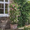 Rosa 'Strawberry Hill'