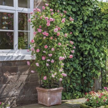 Rosa 'Strawberry Hill'
