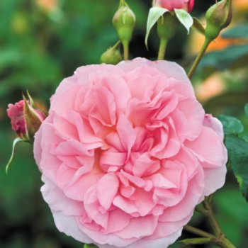 Rosa 'Strawberry Hill'