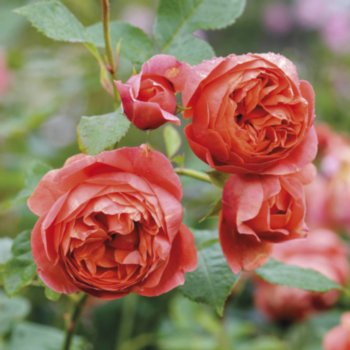 Rosa 'Summer Song'