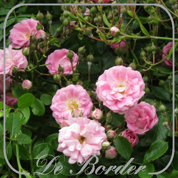 Rosa 'Super Fairy'