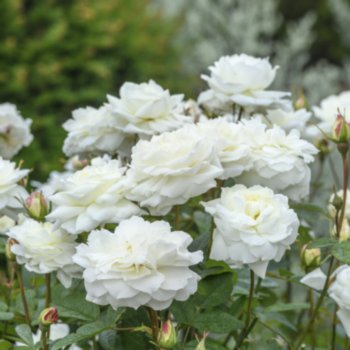 rosa-susan-william-ellis-085 Rosa 'Susan William-Ellis'