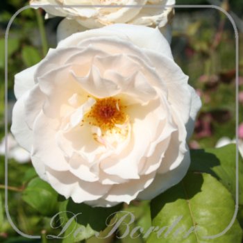 rosa-sweet-blondie-619 Rosa 'Sweet Blondie '