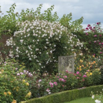 Rosa 'The Albrighton Rambler'