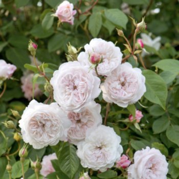 Rosa 'The Albrighton Rambler'