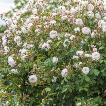 Rosa 'The Albrighton Rambler'