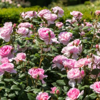 Rosa 'The Ancient Mariner'