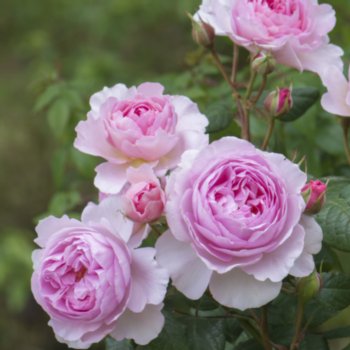 Rosa 'The Ancient Mariner'