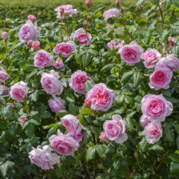 Rosa 'The Ancient Mariner'