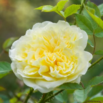 rosa-the-country-parson-119 Rosa 'The Country Parson'