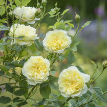 rosa-the-country-parson-121 Rosa 'The Country Parson'